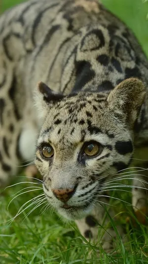 Clouded Leopard Close Up Wallpaper