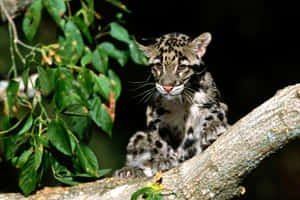 Clouded Leopard Cubin Tree.jpg Wallpaper