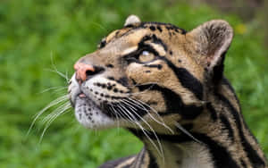 Clouded Leopard Gaze Wallpaper