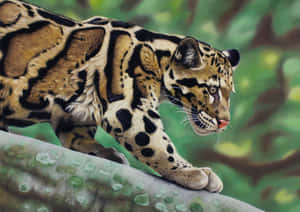 Clouded_ Leopard_ In_ Habitat.jpg Wallpaper