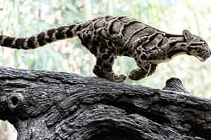 Clouded_ Leopard_ In_ Motion.jpg Wallpaper