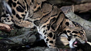 Clouded Leopard On Branch Wallpaper