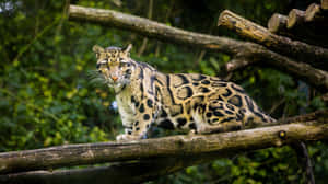 Clouded_ Leopard_ On_ Branch.jpg Wallpaper