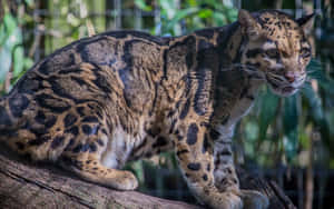 Clouded Leopard On Branch.jpg Wallpaper