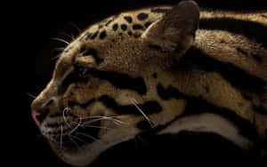 Clouded_ Leopard_ Profile_in_ Shadow.jpg Wallpaper