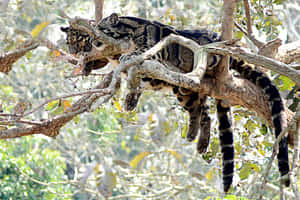 Clouded Leopard Restingin Tree Wallpaper