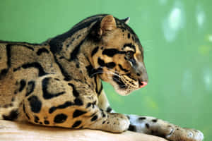 Clouded Leopard Restingon Branch Wallpaper