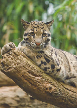 Clouded Leopard Restingon Tree Branch.jpg Wallpaper