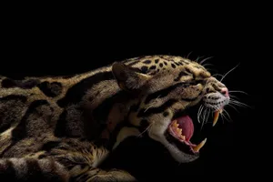 Clouded_ Leopard_ Yawning_ Against_ Black_ Background Wallpaper