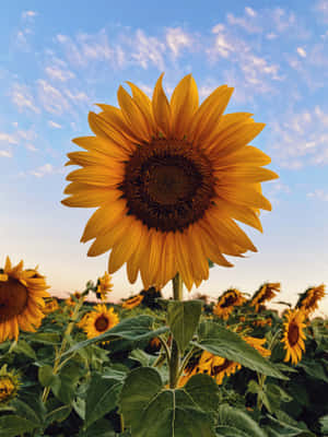 Clouds Above Sunflower Phone Wallpaper