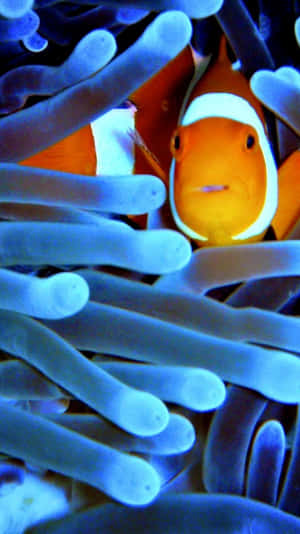 Clown Fish Iphone Blue Aesthetic Anemone Wallpaper