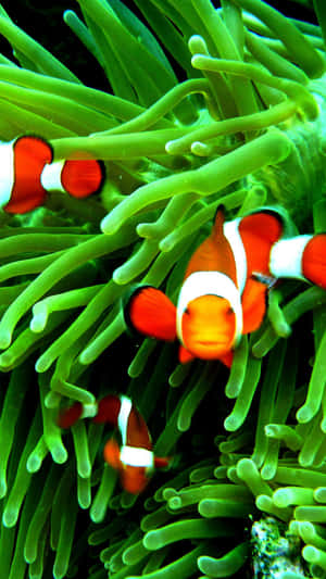 Clown Fish Iphone Green Aesthetic Anemone Wallpaper