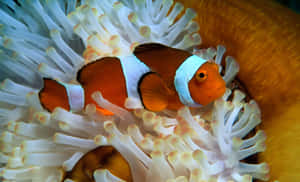 Clownfish Amidst Anemone Wallpaper