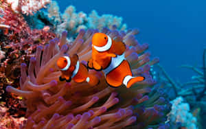 Clownfish_ Amidst_ Anemone.jpg Wallpaper