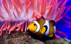 Clownfish Amidst Anemone Wallpaper