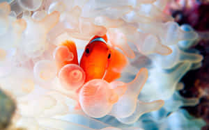 Clownfish Amidst Anemone Tentacles.jpg Wallpaper