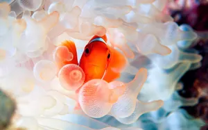 Clownfish Amidst Anemone Tentacles.jpg Wallpaper