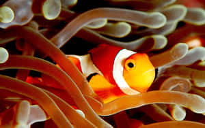 Clownfish Amidst Anemone Tentacles.jpg Wallpaper