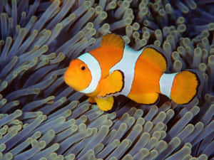 Clownfish Amidst Anemone Tentacles.jpg Wallpaper