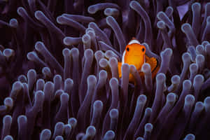 Clownfish Amidst Anemone Tentacles.jpg Wallpaper