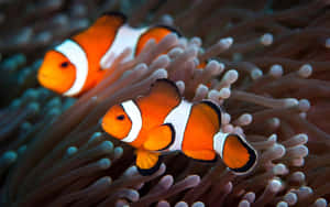 Clownfish Amidst Anemone Tentacles.jpg Wallpaper