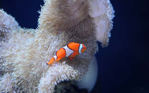 Clownfish Amidst Anemone Tentacles.jpg Wallpaper