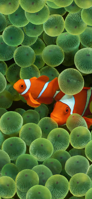 Clownfish_ Amidst_ Anemone_ Tentacles Wallpaper