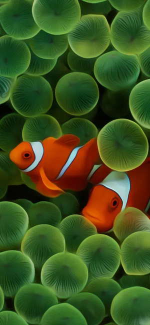 Clownfish Original Iphone 4 Wallpaper