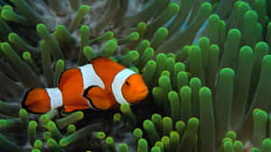 Clownfishin Anemone Habitat.jpg Wallpaper