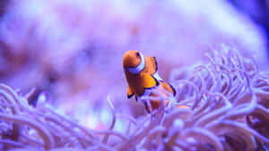 Clownfishin Anemone Habitat.jpg Wallpaper