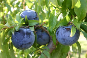 Cluster Of Damson Plum Fruits Wallpaper