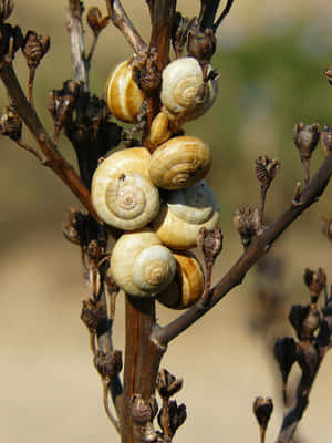 Clustered Snailson Branch Wallpaper