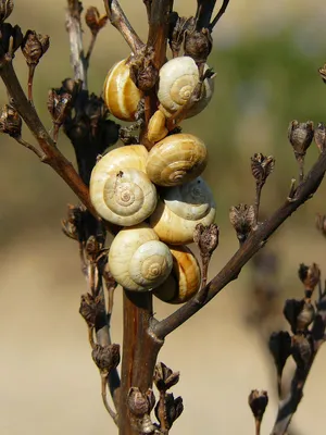 Clustered Snailson Branch Wallpaper
