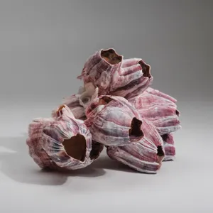 Clusterof Barnacles Still Life Wallpaper