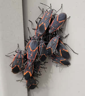 Clusterof Boxelder Bugson Wall Wallpaper