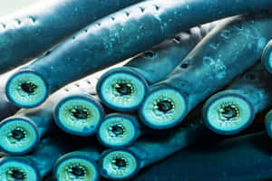 Clusterof Lampreys_ Closeup_ View Wallpaper