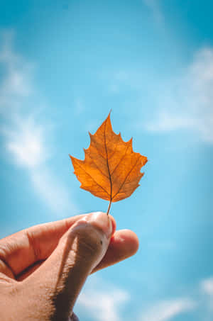 Clusters Of Burnt Orange Leaves Of Autumn Wallpaper