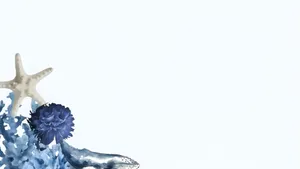 Coastal Beach Decor Elements Wallpaper