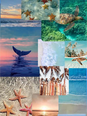 Coastal Collage Aesthetic Wallpaper
