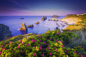 Coastal Flower Viewat Dusk Wallpaper