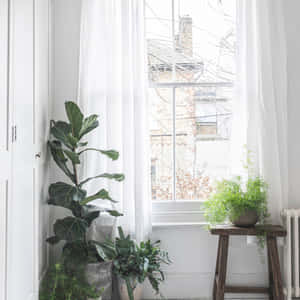 Coastal Grandmother Interior Plants Wallpaper