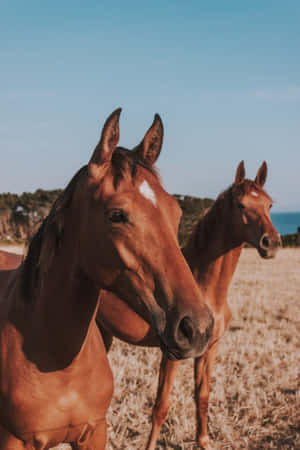 Coastal Horses Serene Backdrop Wallpaper