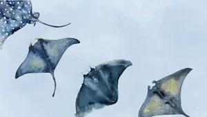 Coastal Stingrays Swimming Together Wallpaper
