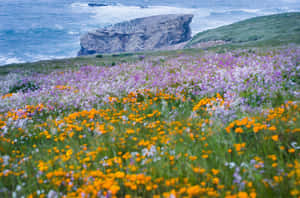 Coastal Wildflower Bloom Wallpaper