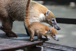 Coati_ Adult_and_ Juvenile Wallpaper