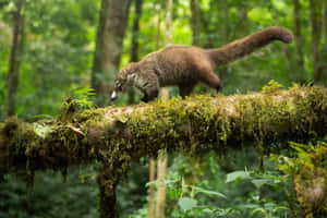 Coati Balancingon Forest Log Wallpaper