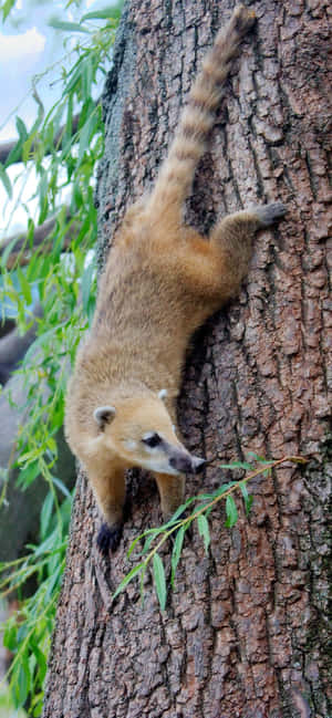 Coati Climbing Tree Wallpaper