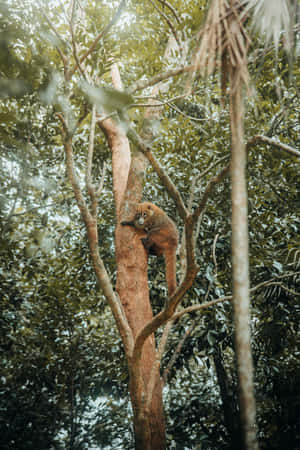 Coati Climbing Treein Forest Wallpaper