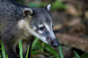 Coati Close Up Portrait Wallpaper