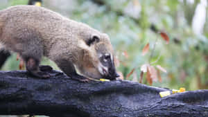 Coati_on_ Branch_ Eating_ Fruit Wallpaper